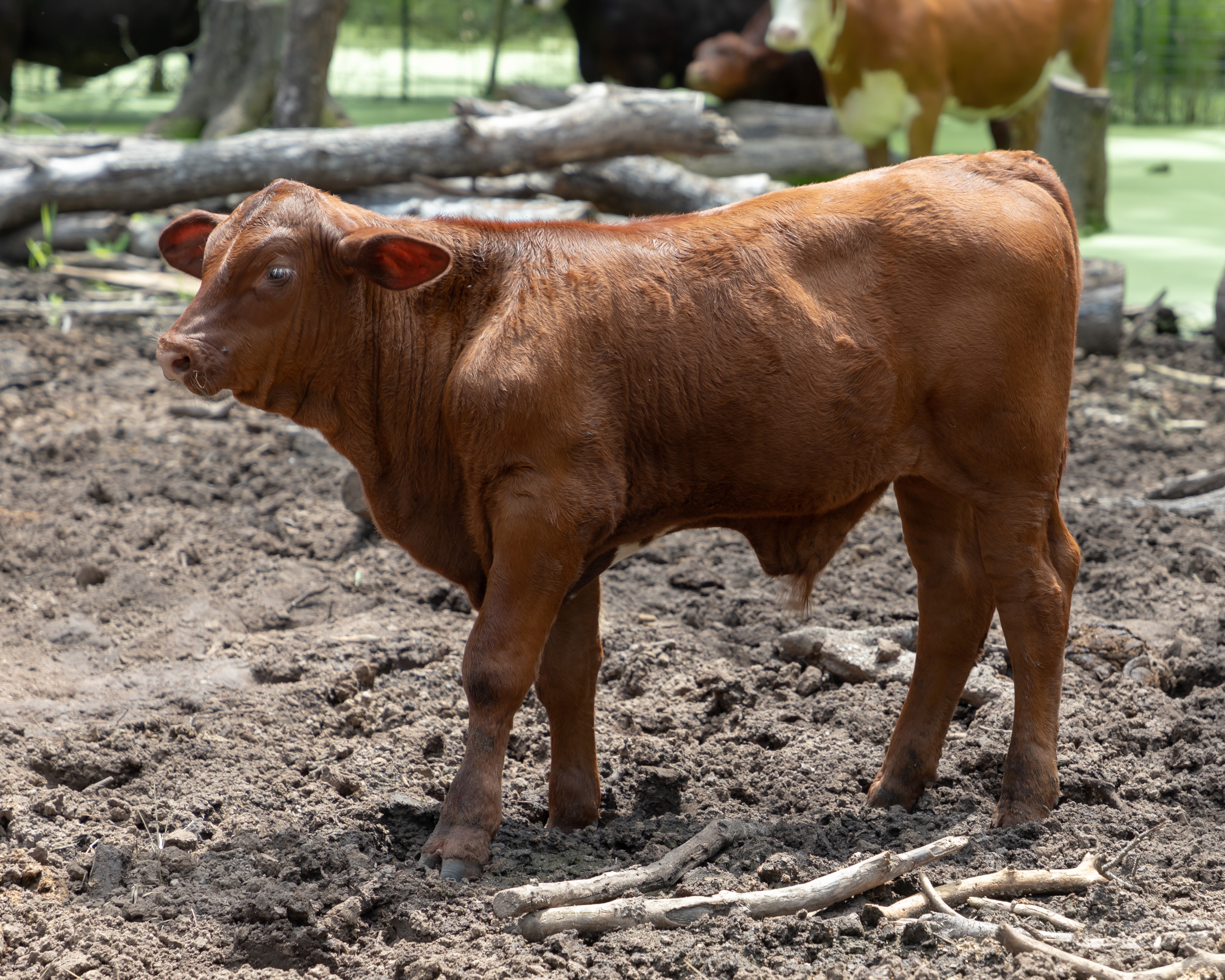 Cow calf pair for Sale
